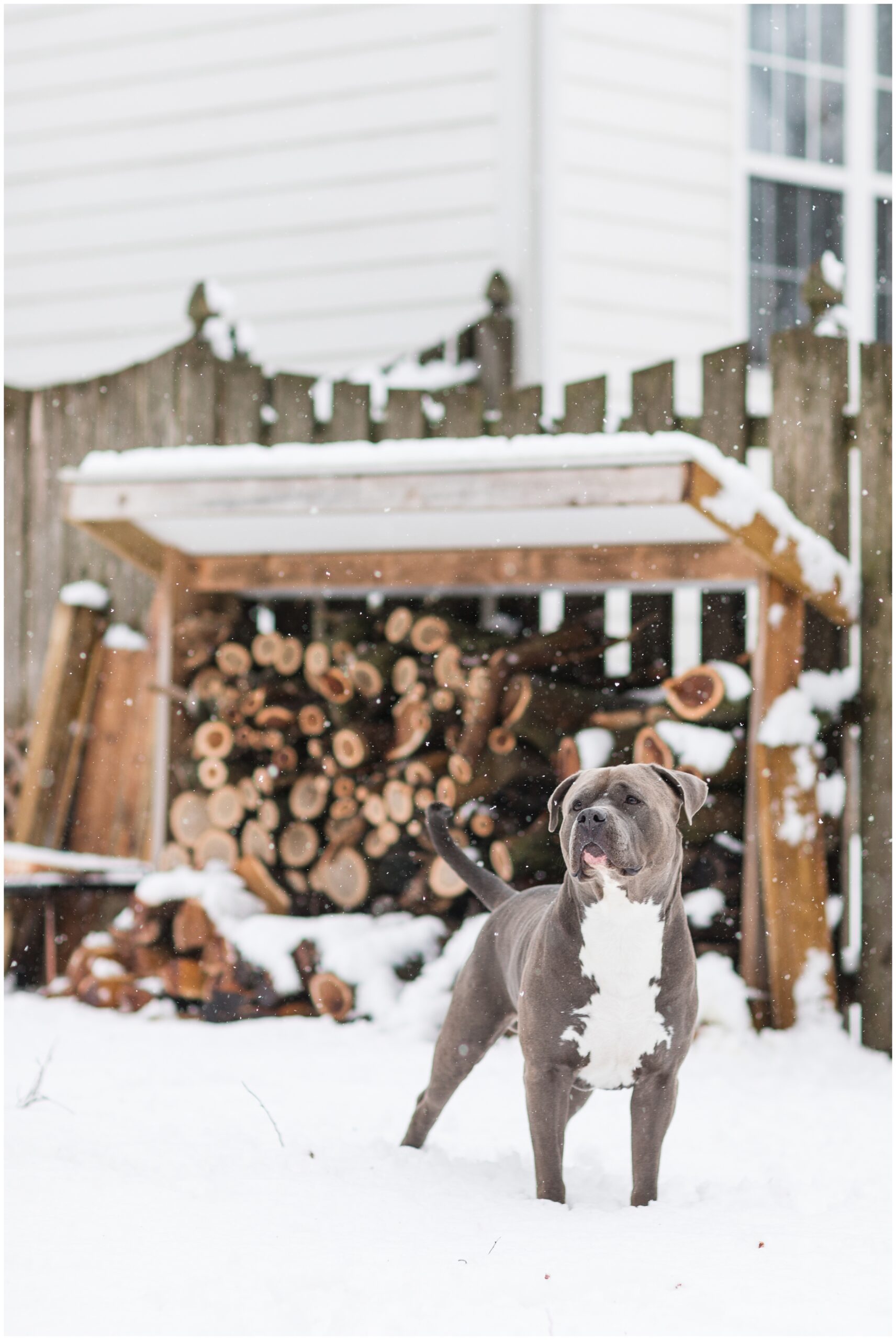 A pitbull standing in a snowy yard with firewood in the background.